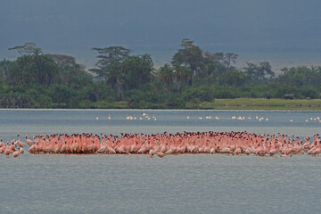 Dense population of flamingos.