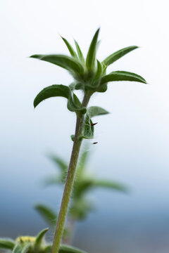 PLANTA VERDE