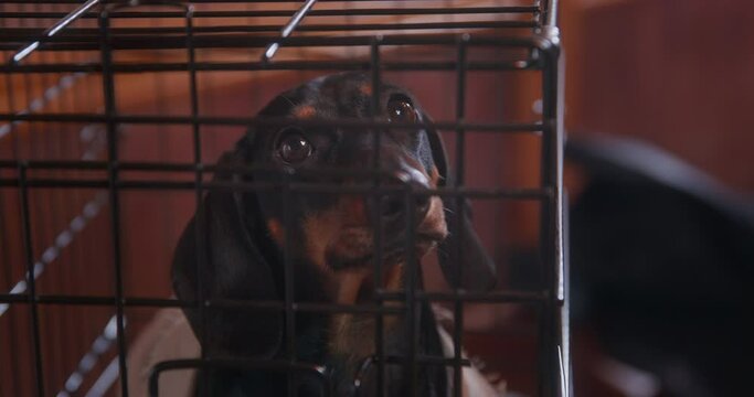 Black dachshund dog with long ears looks straight sitting in iron cage on wooden deck OF pirates ship during travel close view