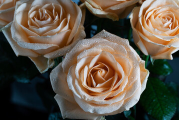 Cream roses with large drops of water on the petals