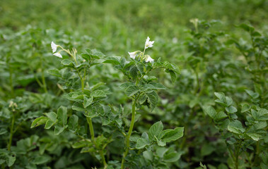 Fototapeta na wymiar White potato flowers among leaves