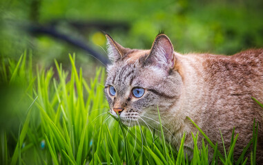 Beautiful blue eyed cat on green grass in spring garden. purebred cat walking outdoors.