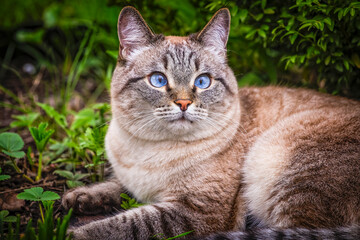 Fototapeta premium Beautiful blue eyed cat lying on green grass in spring garden. purebred cat for a walk outdoors.