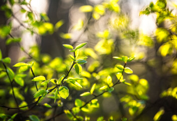 Fresh green spring leaves on the branch in sun rays. Early spring nature background. Copy space for text.