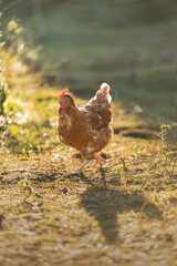 Portrait of a free-range hen