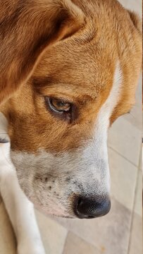 beagle dog portrait