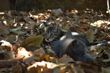 Cats on leaves
