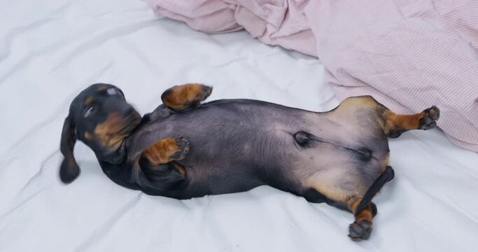 Dachshund puppy with black fur and ginger spots relaxes lying on back on soft bed near warm blanket of beige bedding in bedroom closeup