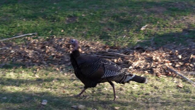 Turkey Running Images – Browse 7,475 Stock Photos, Vectors, and Video ...