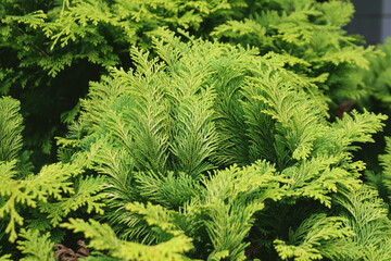 green fern leaves