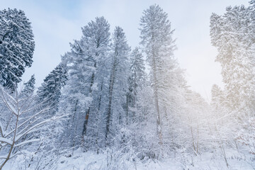 View of the winter forest.