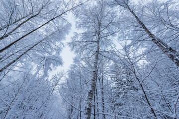 Birch tree trunks and branches under the snow in the winter forest.