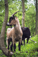 Goats in the woods