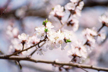 Apricot tree blossoms