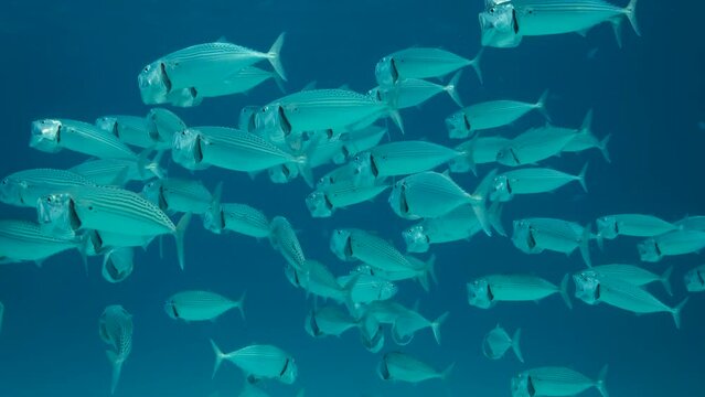 Close up of the school of Mackerel fish swims in the blue water with open mouth ram feeding on planton. Underwater shot, 4K-60fps