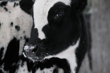 Young longhorn cow in winter snow, close up of face.