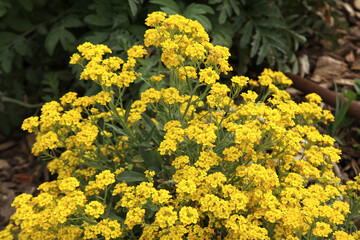 Alyssum saxatile