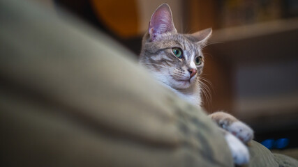 Graceful cat on the sofa at home