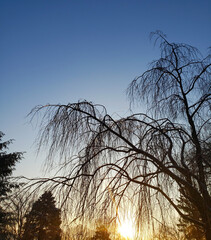 Winter Sunrise with a backlit weeping cherry tree