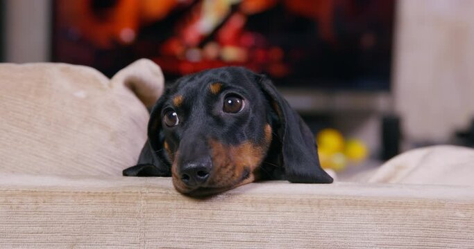 Black puppy of dachshund dog sits on comfortable sofa cushions against fireplace with burning wood IN cozy atmosphere closeup