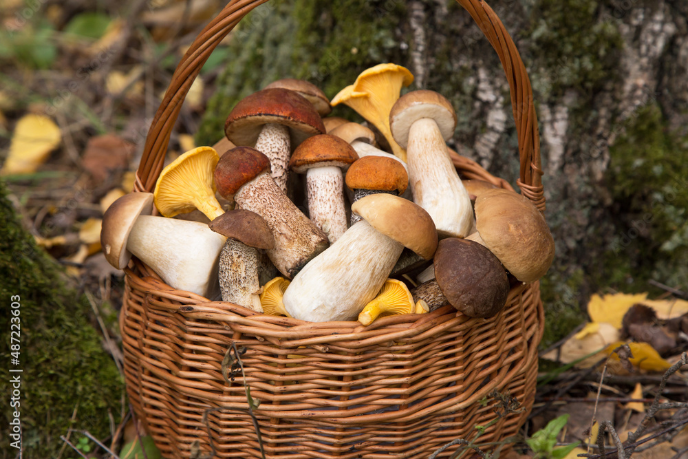 Wall mural Edible mushrooms porcini in basket closeup. Autumn in forest