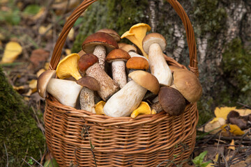 Edible mushrooms porcini in basket closeup. Autumn in forest