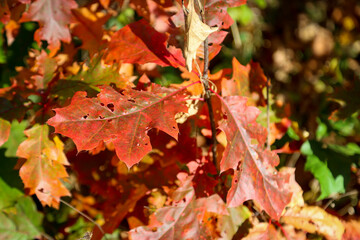 Bunt gefärbtes Laub an Bäumen im Herbst. Herbstlandschaft.
