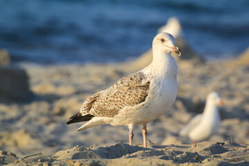 Portrait einer Mantelmöwe. Eine Möwe an der Ostsee.
