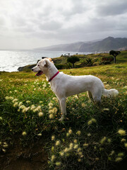 white dog, plays freely in nature