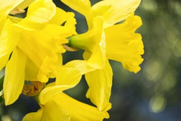 Fresh beautiful Daffodil flowers in gardens