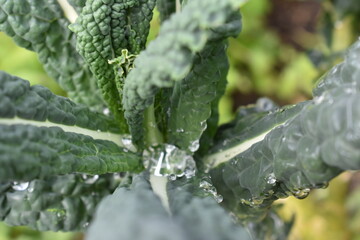 Kale