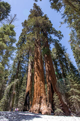 Giant sequoia trees in California