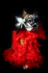 funny Boston terrier in carnival venetian mask and red boa