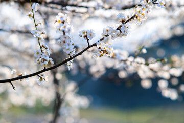 Fruit tree twigs with blooming white and pink petal flowers in spring garden
