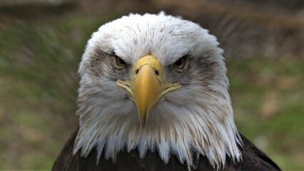 Obraz premium Bald Eagle portrait/face/eyes