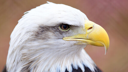 Bald Eagle portrait/face/eyes