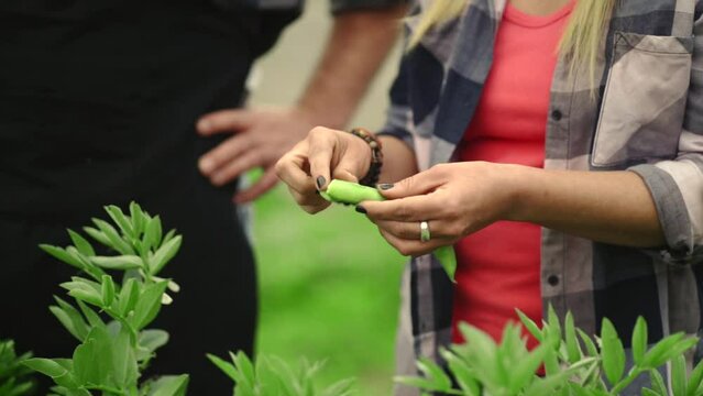 Crop video of unrecognizable couple examining fresh collected green bean from garden