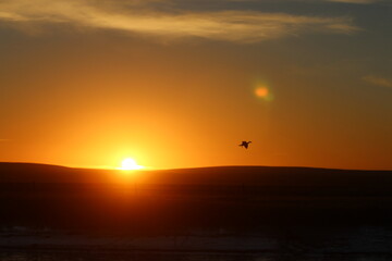 Bird on the sunset