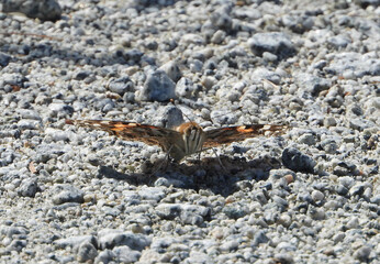 Hackberry Emperor butterfly on the gravel road