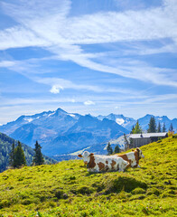 Schöne Bergimpressionen mit Kühen beim wiederkäuen, oberhalb von Wald im Pinzgau, in Österreich.
