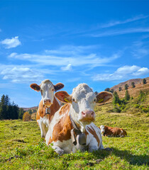 Schöne Bergimpressionen mit Kühen beim wiederkäuen, oberhalb von Wald im Pinzgau, in Österreich.