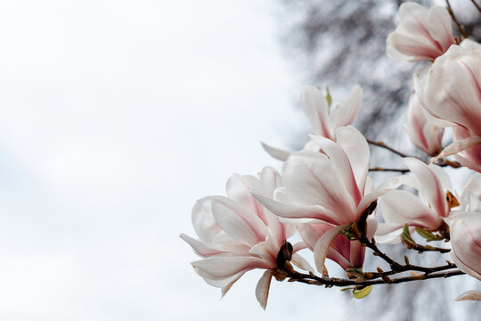 white and pink magnolia flowers on the branch on warm spring sunny day