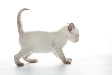 Naklejka premium Thai kitten on a white background. Cute baby cat
