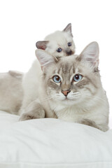 Fototapeta na wymiar Cat and kitten. Thai cat father and baby kitten.