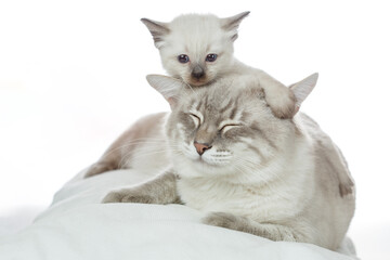 Cat and kitten. Thai cat father and baby kitten.