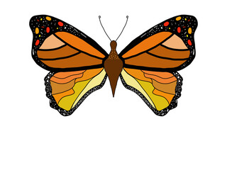 Farfalla Monarca disegnata
