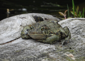 Toad or Marsh Frog watching the frog kingdom