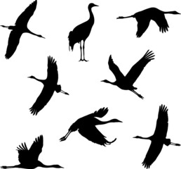 cranes silhouettes