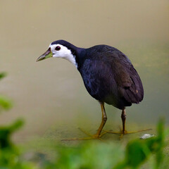 The white-breasted waterhen (Amaurornis phoenicurus) in Melaka, Malaysia.