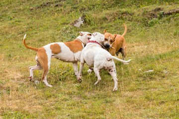 perros american stanford jugando en el campo con un palo